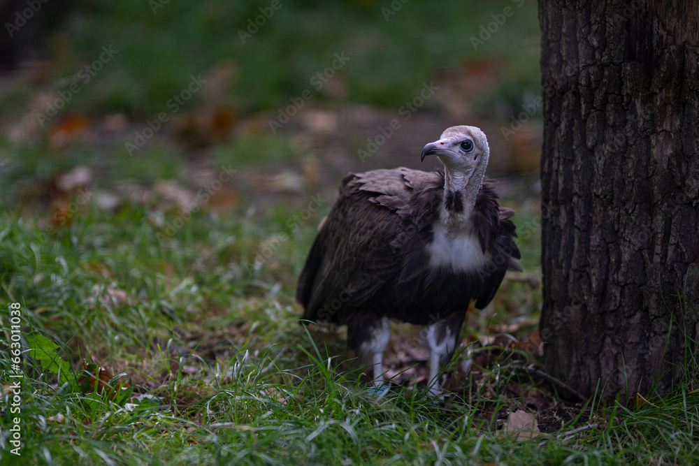 Fototapeta premium Capuchin vulture bred in captivity.