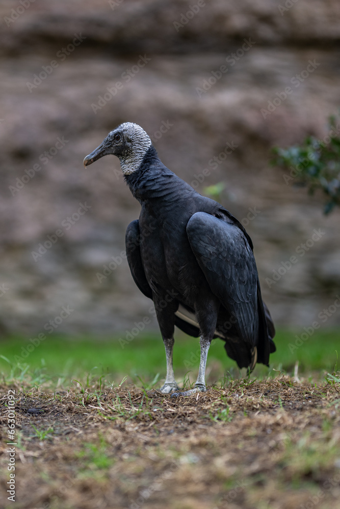Obraz premium Condor bird on the ground.