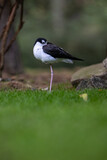 Black-and-white psila bird sleeps outside in nature.