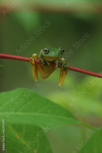 frog, flying frog, a frog is perched on the stem of a sengkong leaf 