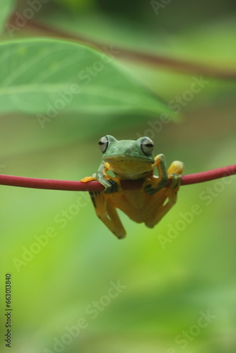 frog, flying frog, a frog is perched on the stem of a sengkong leaf
