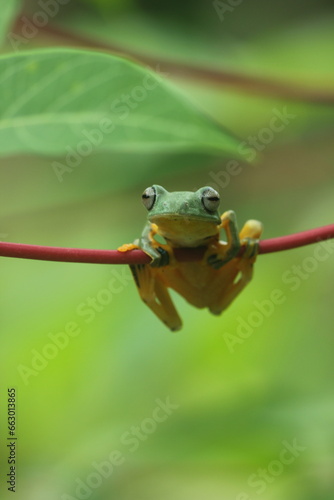 frog, flying frog, a cute frog is perched on a wooden branch