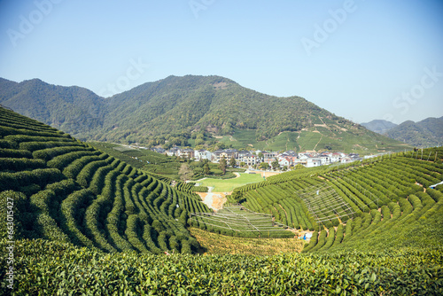 Longwu Tea Garden  Xihu District  Hangzhou City  Zhejiang Province-Tea garden scenery under the blue sky