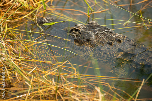 Grassy Edge of Swamp With Alligator In The Distance © kellyvandellen