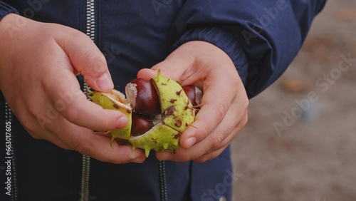Foto Young Caucasian Kid Peeling Off Chestnut Green Spiny Thorns Skin with Bare Hands
