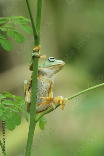 frog, flying frog, a cute frog on a tree branch
