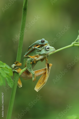 frog, flying frog, two cute frogs on a tree branch