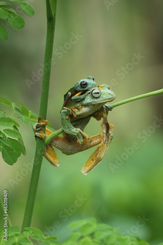 frog, flying frog, two cute frogs on a tree branch
