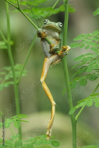 frogs  flying frogs  cute green frogs hanging on tree branches