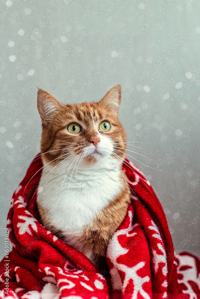Portrait of a ginger cat wrapped in a red blanket on a gray background with snowflakes. Concept of the new year and Christmas Portrait of a ginger cat wrapped in a red blanket on a gray background with snowflakes. Concept of the new year and Christmas