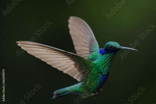 hummingbird in flight © JUAN