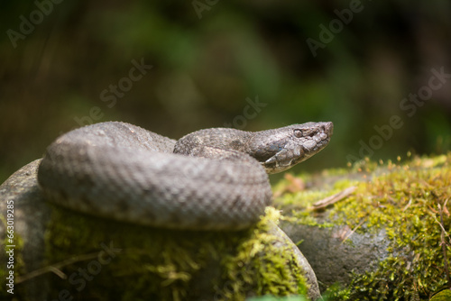 snake in the grass photo