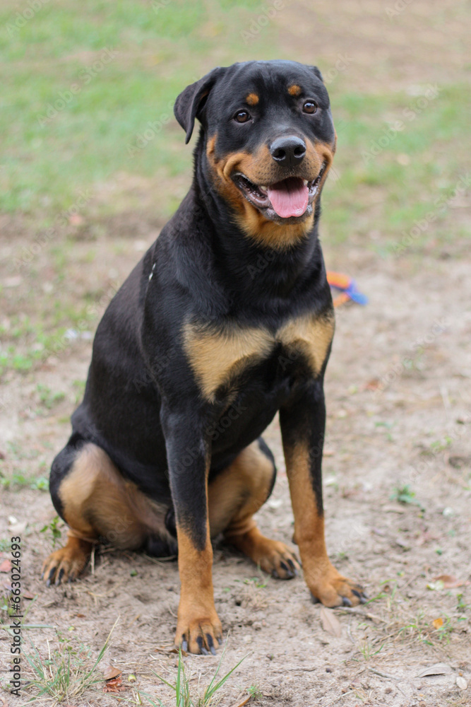 10 month old male purebred rottweiler sitting 10 month old male purebred rottweiler sitting