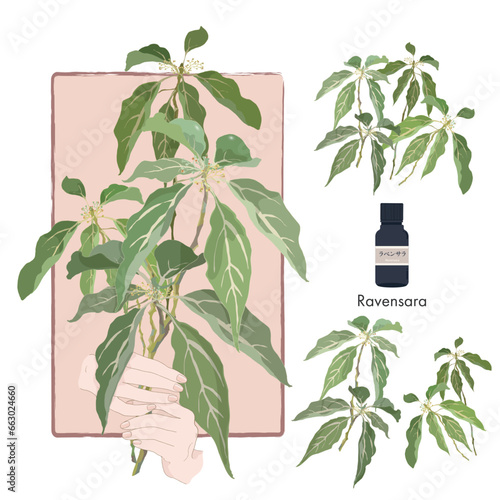 ラベンサラを両手に持つ・芳香植物・精油＆アロマ