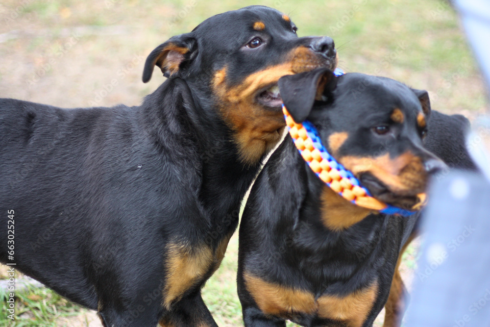 10 month old male and 3 year old female purebred rottweilers playing with a toy 10 month old male and 3 year old female purebred rottweilers playing with a toy