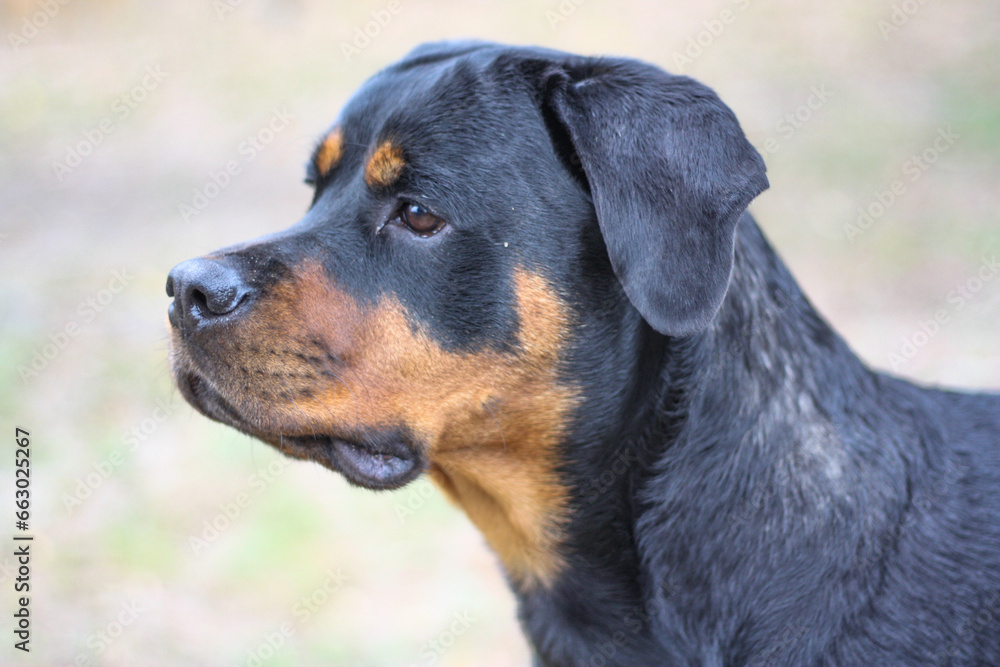 Mature adult female purebred rottweiler head shot side view closeup Mature adult female purebred rottweiler head shot side view closeup
