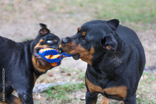 10 month old male and 3 year old female purebred rottweilers playing with a toy  photo