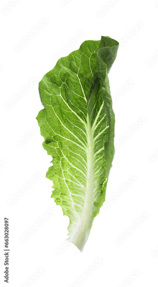 Fresh leaf of green romaine lettuce isolated on white Fresh leaf of green romaine lettuce isolated on white