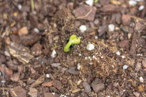 Green bean sprouting in the fall garden bed 
