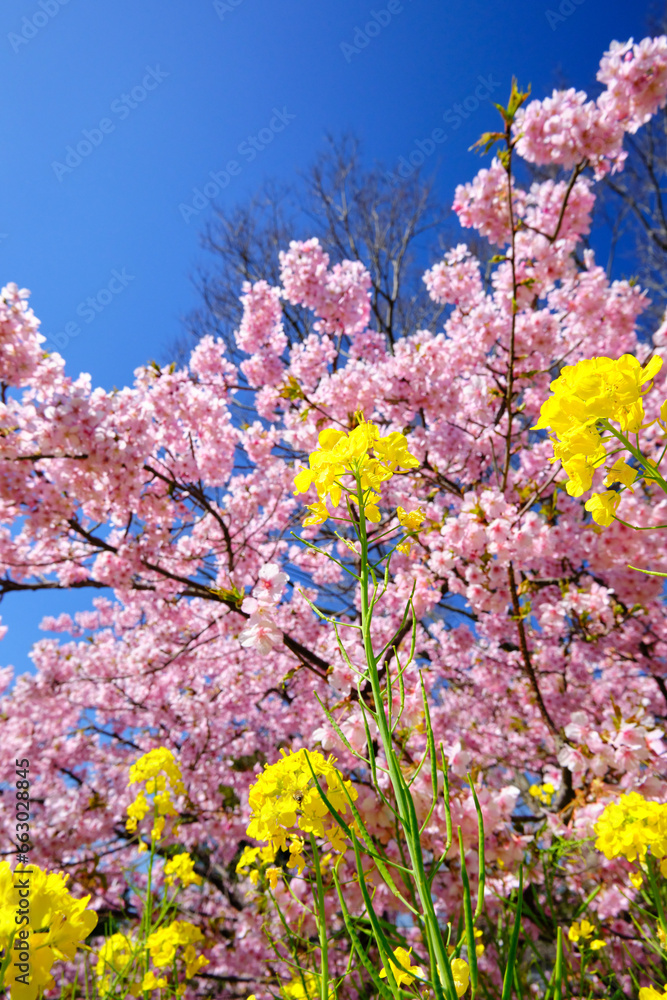 濃いピンク色の美しい河津桜と黄色の菜の花