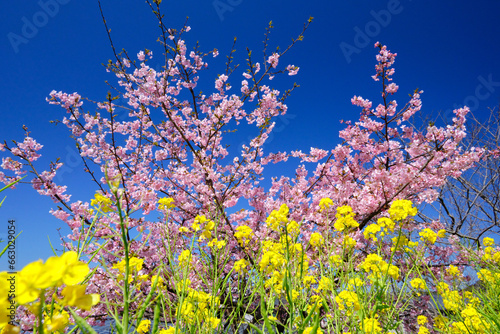 快晴の空を彩る河津桜と菜の花