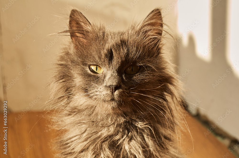 Portrait of an Angora Turkish gray fluffy charismatic cat against the background of backlit sunlight.
