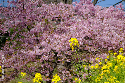 Wallpaper Mural 満開の河津桜と伸びる菜の花 Torontodigital.ca