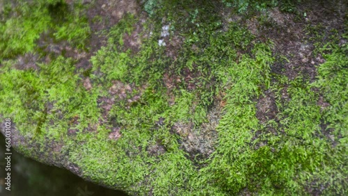 rich green moss on a large boudler, rack focus. photo