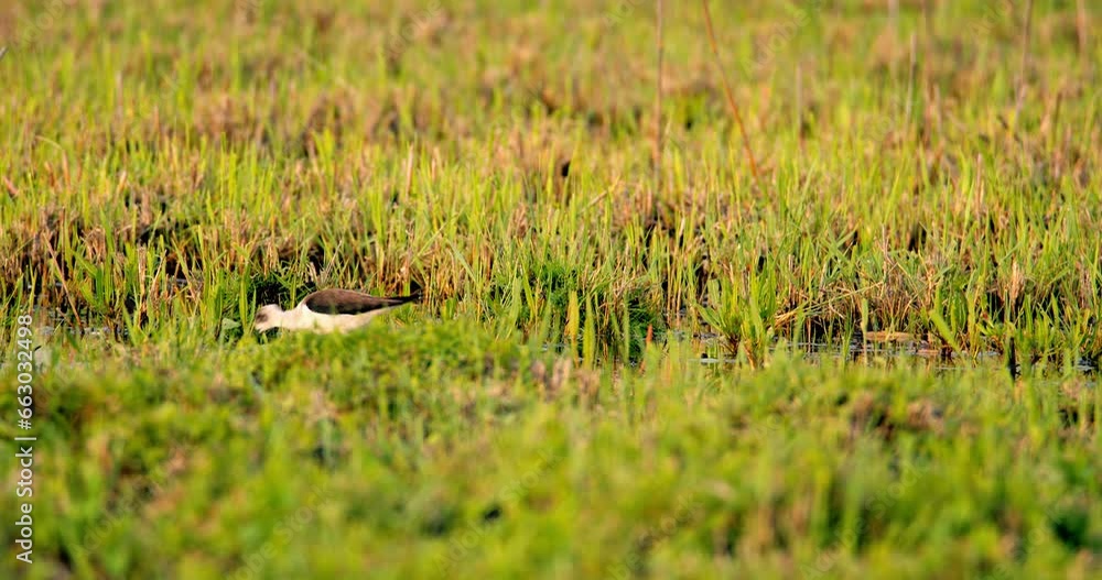 Black-Necked Stilt looking for food Black-Necked Stilt looking for food