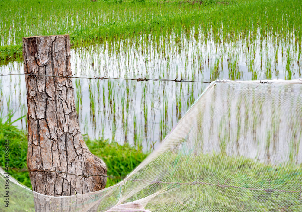 Fototapeta premium Old tree stump with barbed wire fence,covered with netting, southern Laos, Southeast Asia.