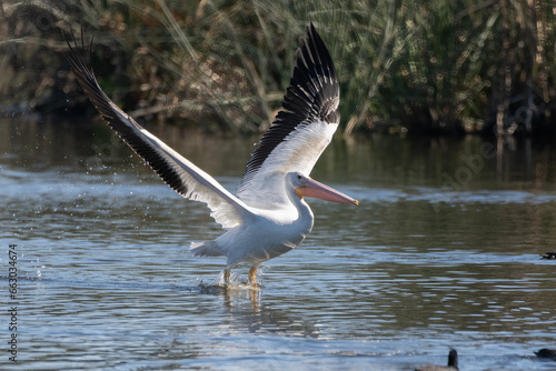 Seasonal white pelican has wings spread and legs out of the water while taking off estuary pond