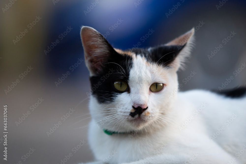 Tricolor cat sitting in green grass, soft focus on head