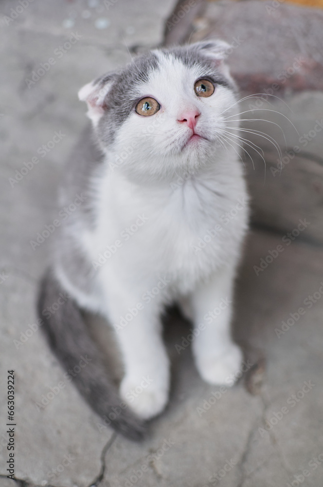 Photo of a small gray and white fold-eared kitten, he loves to watch birds soaring in the sky.
