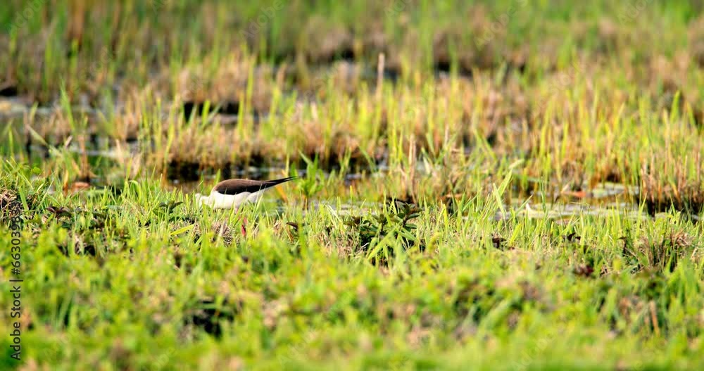 Black-Necked Stilt looking for food Black-Necked Stilt looking for food