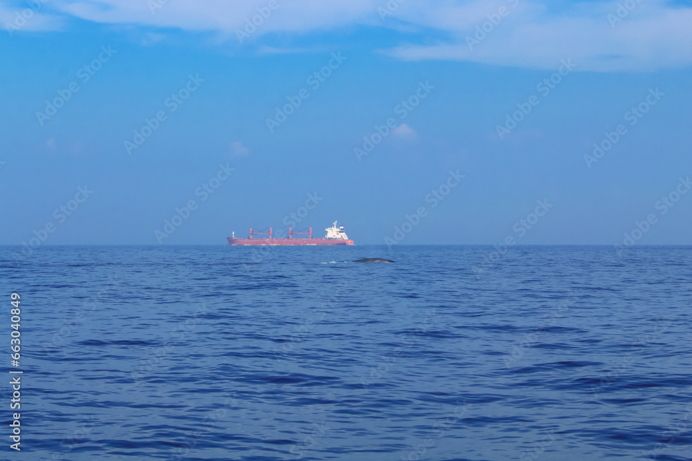 Fototapeta premium Blue whale's backs emerging from the water on a sunny day, Mirissa, Sri Lanka
