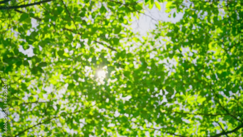Slow motion sakura branches leaves with light breeze in spring, on a sunny day Slow motion sakura branches leaves with light breeze in spring, on a sunny day
