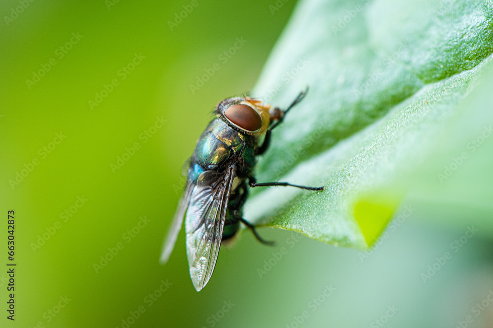 closeup of a green fly on leaf closeup of a green fly on leaf