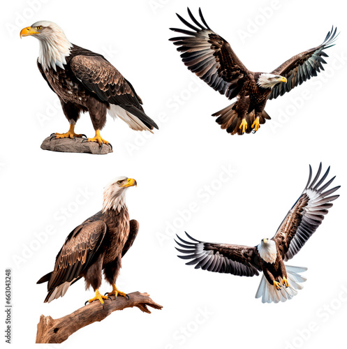 Set of American Bald Eagle