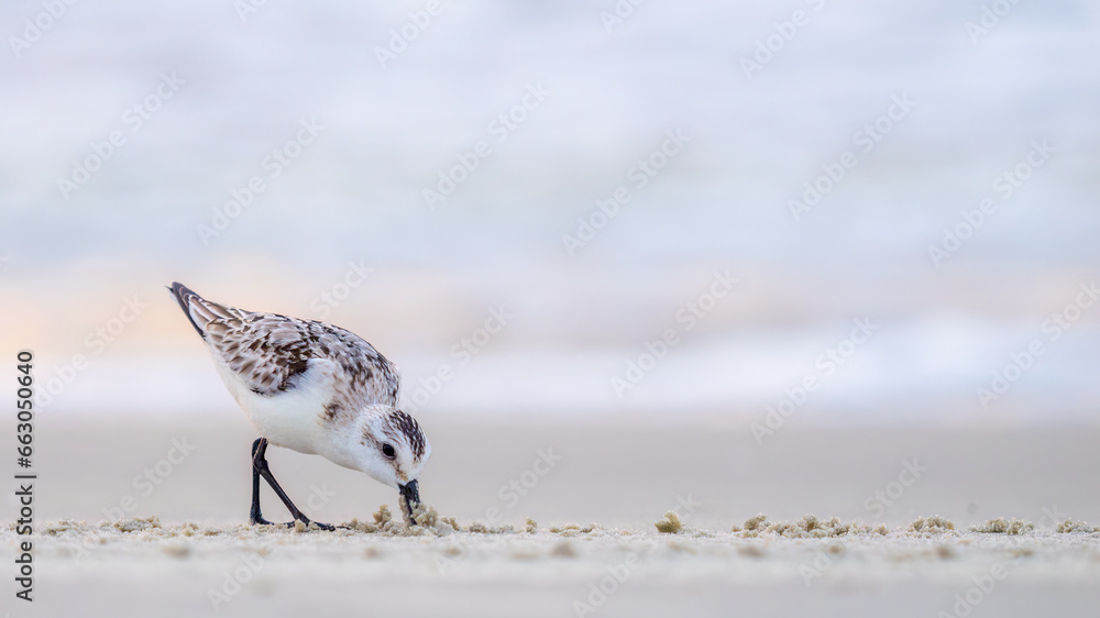 Αυτοκόλλητο small Sanderling digging into the sand looking for food
