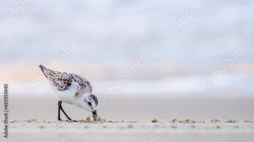 small Sanderling digging into the sand looking for food