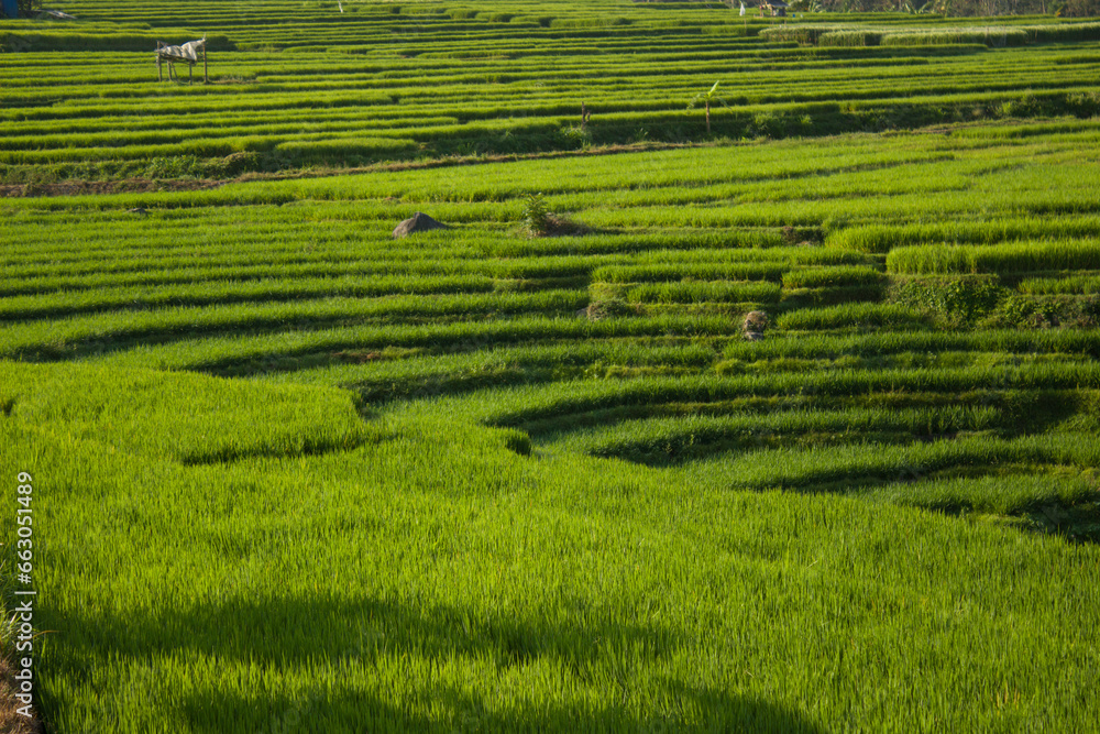 terraced rice fields