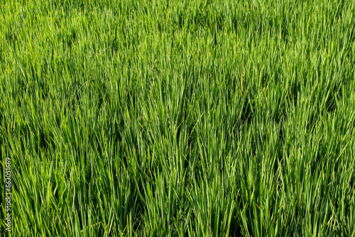 close up of rice fields