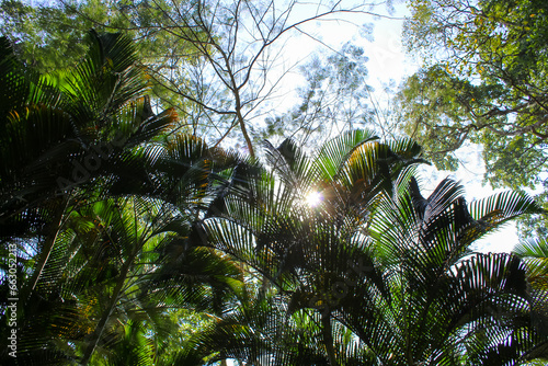 Horizontal background of the palm trees  Peradeniya Botanical garden. Sri Lanka