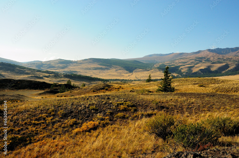 Lonely pine trees on the slopes of the hills in the autumn narrowed steppe surrounded by high mountains.