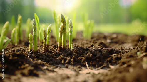 young asparagus seedlings in the ground photo