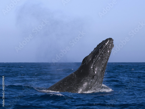 humpback whale in the sea, humpback face 