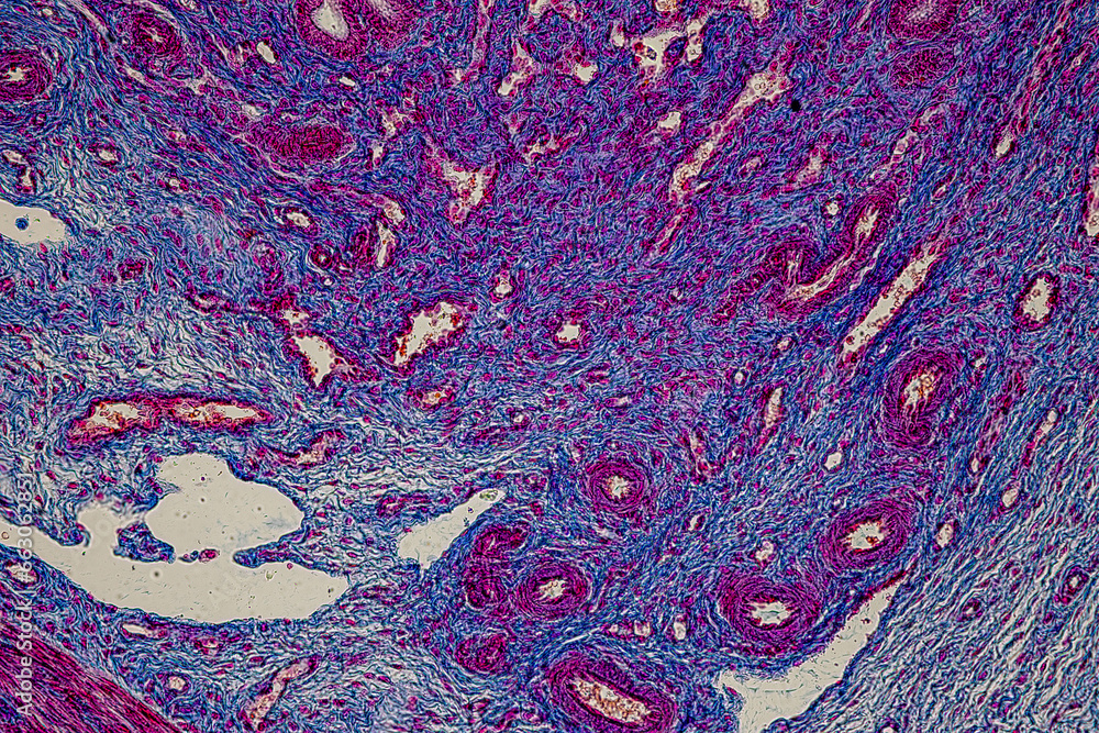 Fotografie Showing Light micrograph Type of Tissue Human under the microscope in Lab