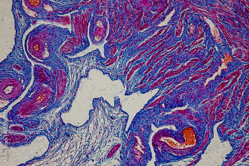 Showing Light micrograph Type of Tissue Human under the microscope in Lab. photo