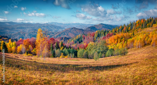 Captivating autumn scene of the mountain meadow. Colorful morning view of mountain forest  Carpathians  Ukraine  Europe. Beauty of nature concept background.