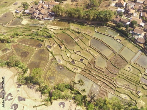 Valokuva Rice field in harvest season
